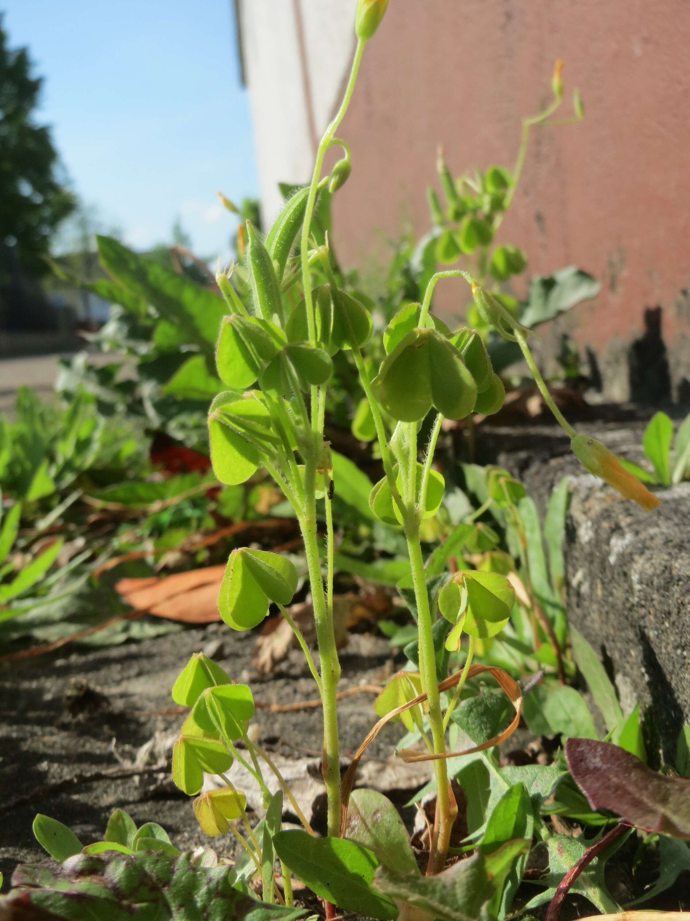 Image of slender yellow woodsorrel