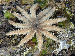 Image of Eleven-armed seastar