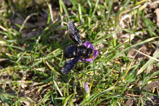 Imagem de Xylocopa violacea (Linnaeus 1758)