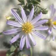 Image of Fendler's aster