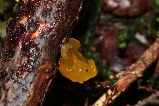 Image of Orange jelly spot