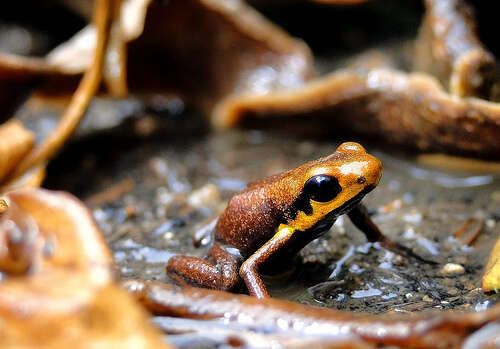 Image of Andinobates tolimensis (Bernal-Bautista, Luna-Mora, Gallego & Quevedo-Gil 2007)