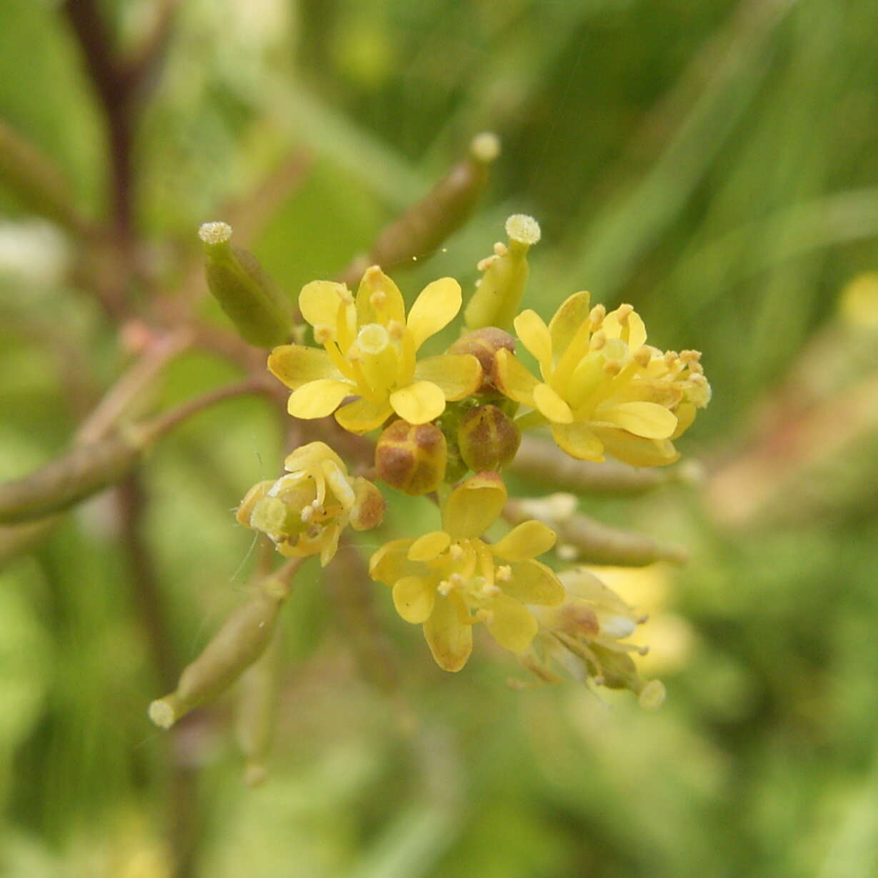 Image de rorippe à petites fleurs