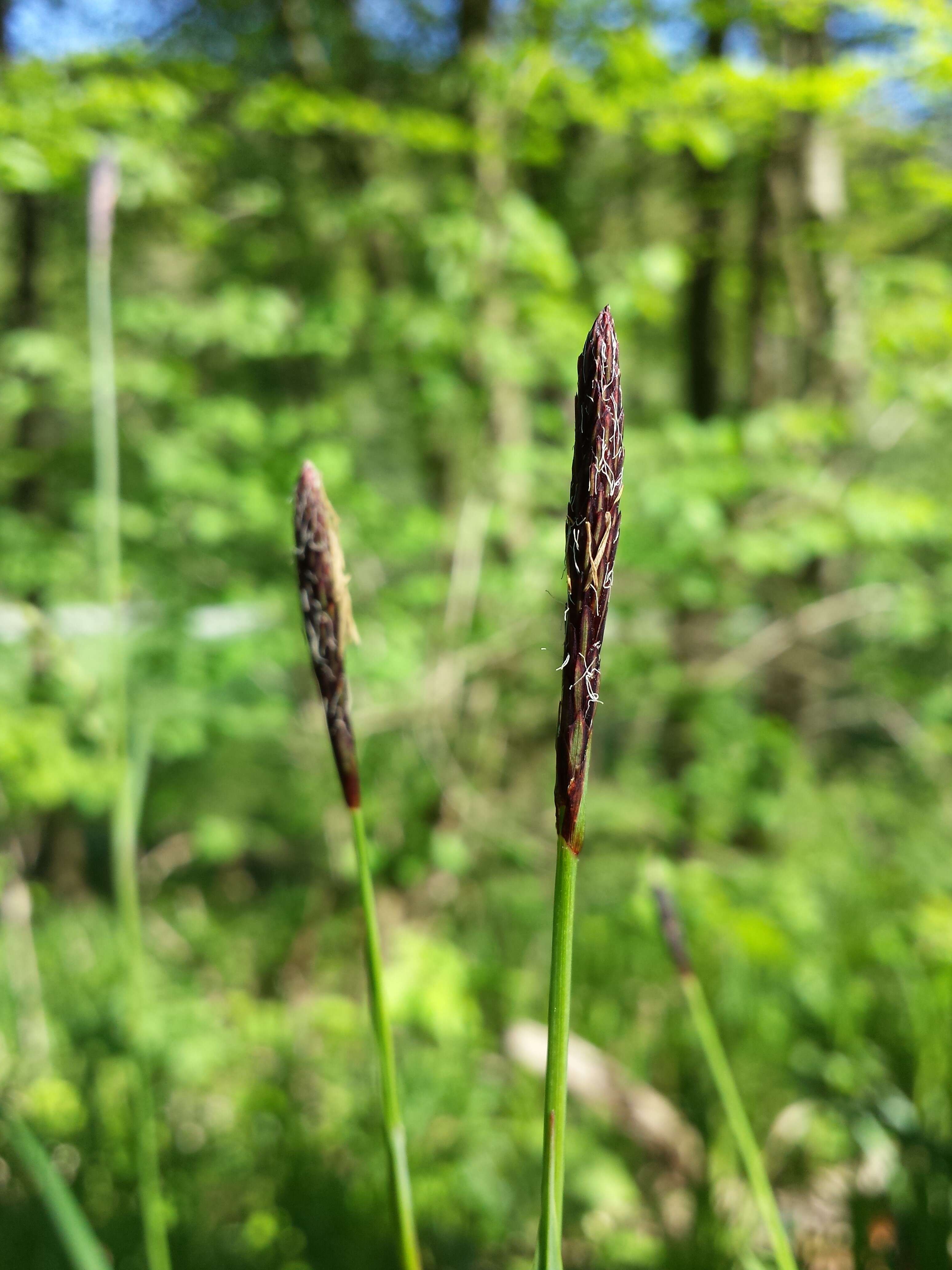 Image of Carex pilosa Scop.