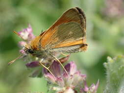 Image of small skipper