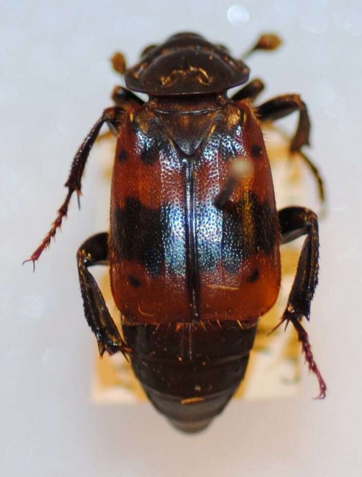 Image of Nicrophorus (Nicrophorus) quadripunctatus (Kraatz 1877)