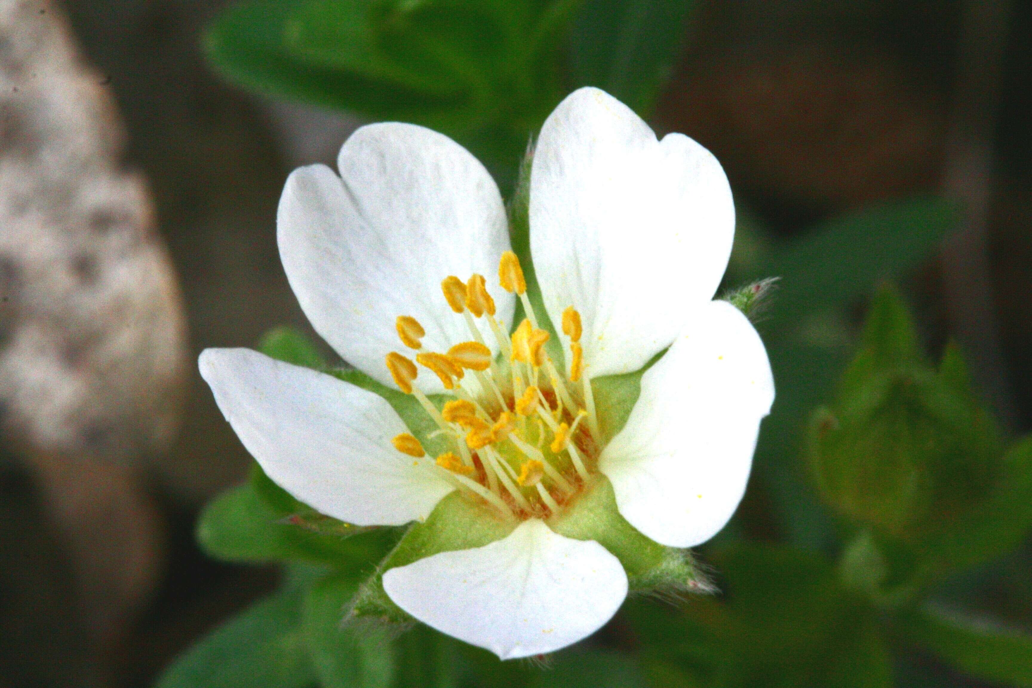 Image of White Cinquefoil