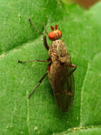 Image of heleomyzid flies