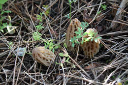 Image of Morchella dunalii