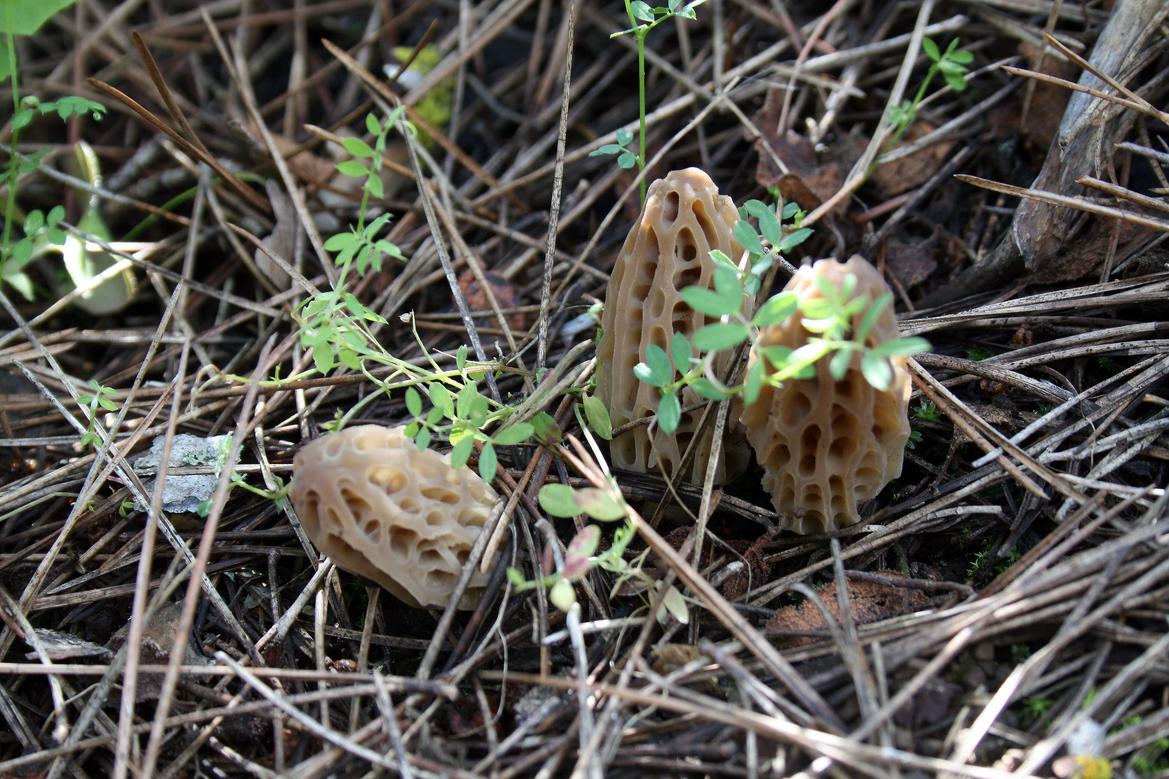 Image of Morchella dunalii