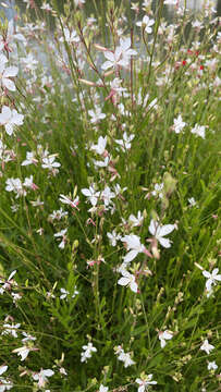 Imagem de Oenothera lindheimeri (Engelm. & A. Gray) W. L. Wagner & Hoch