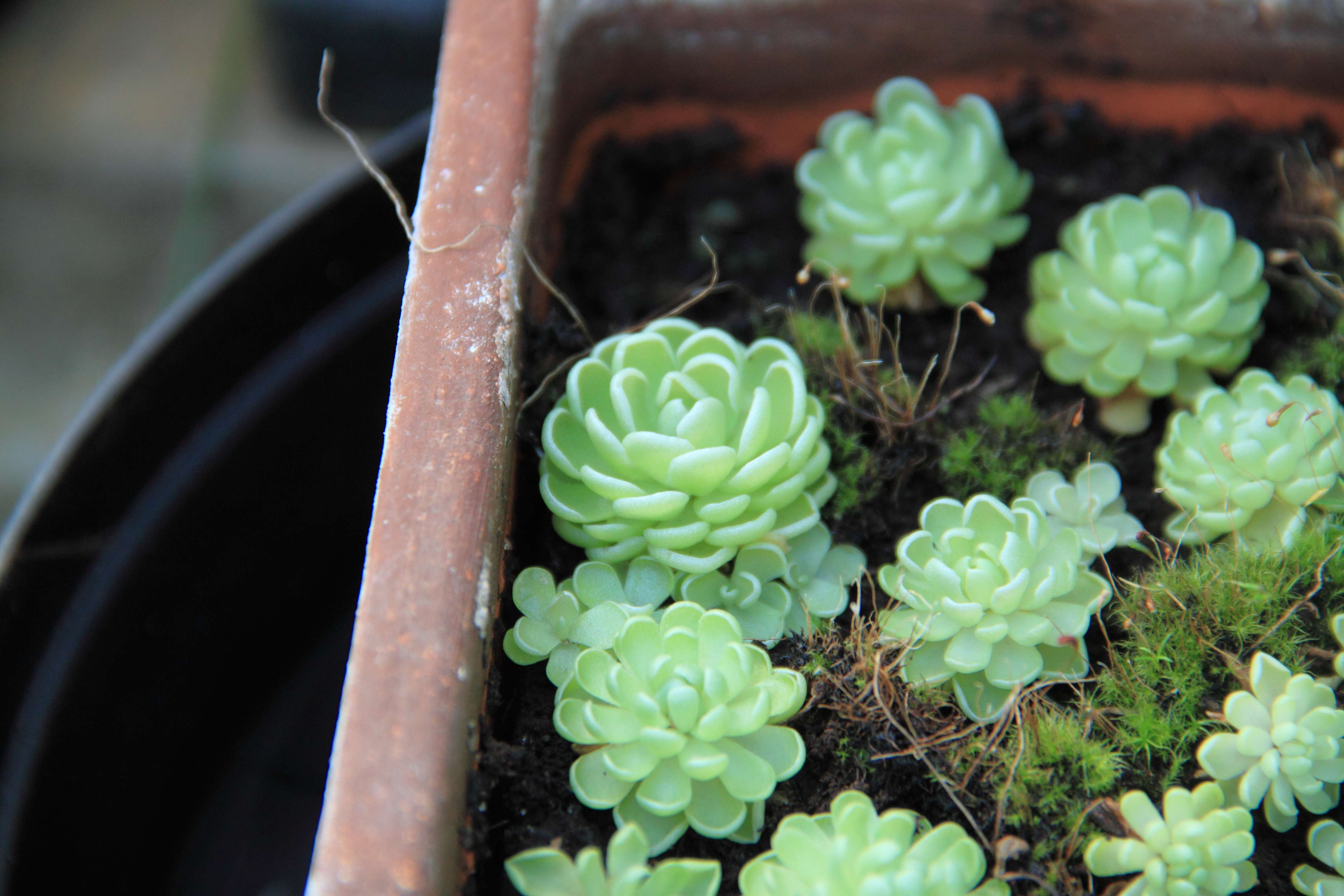 Imagem de Pinguicula esseriana B. Kirchner