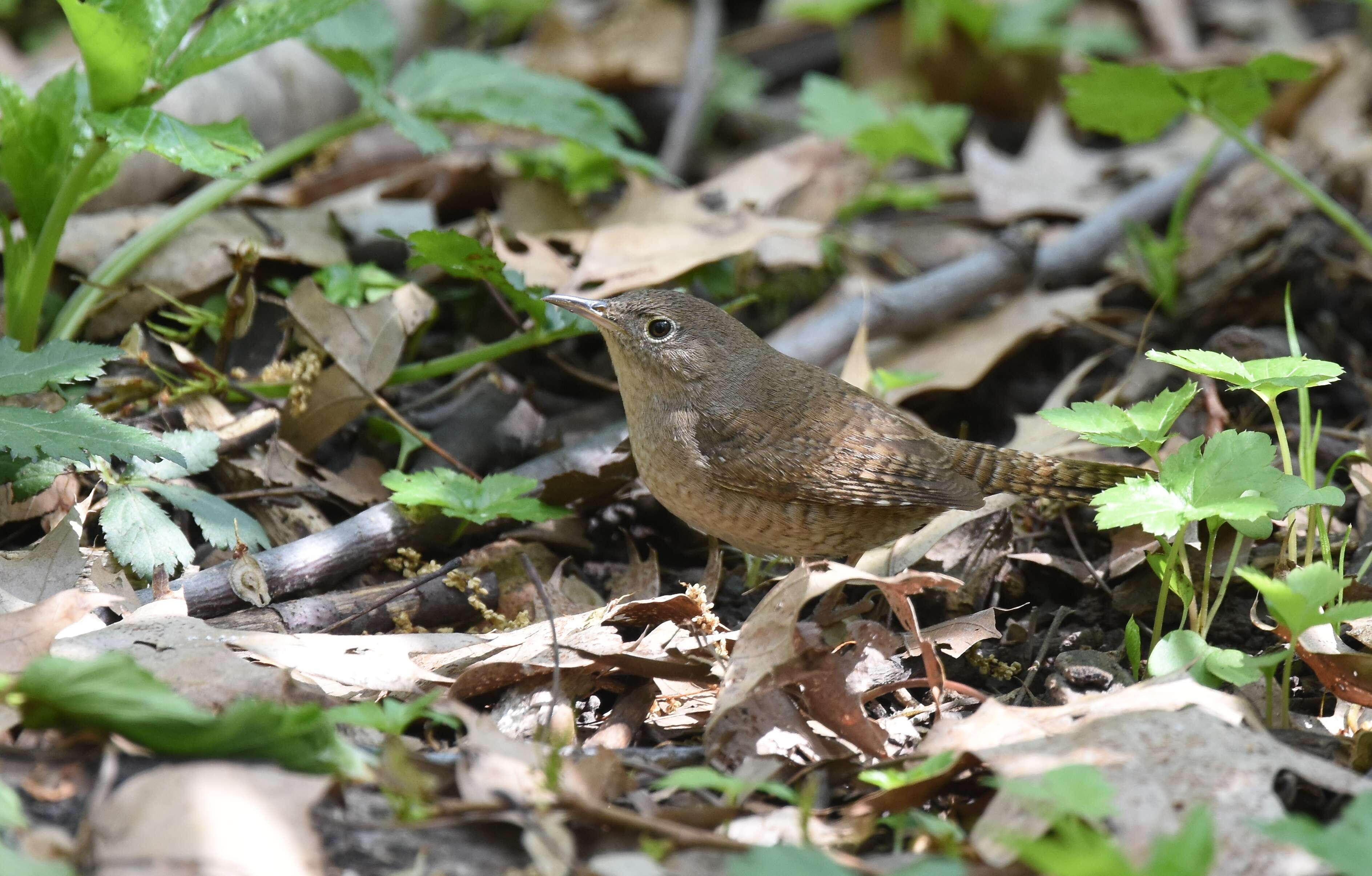 Image of House Wren