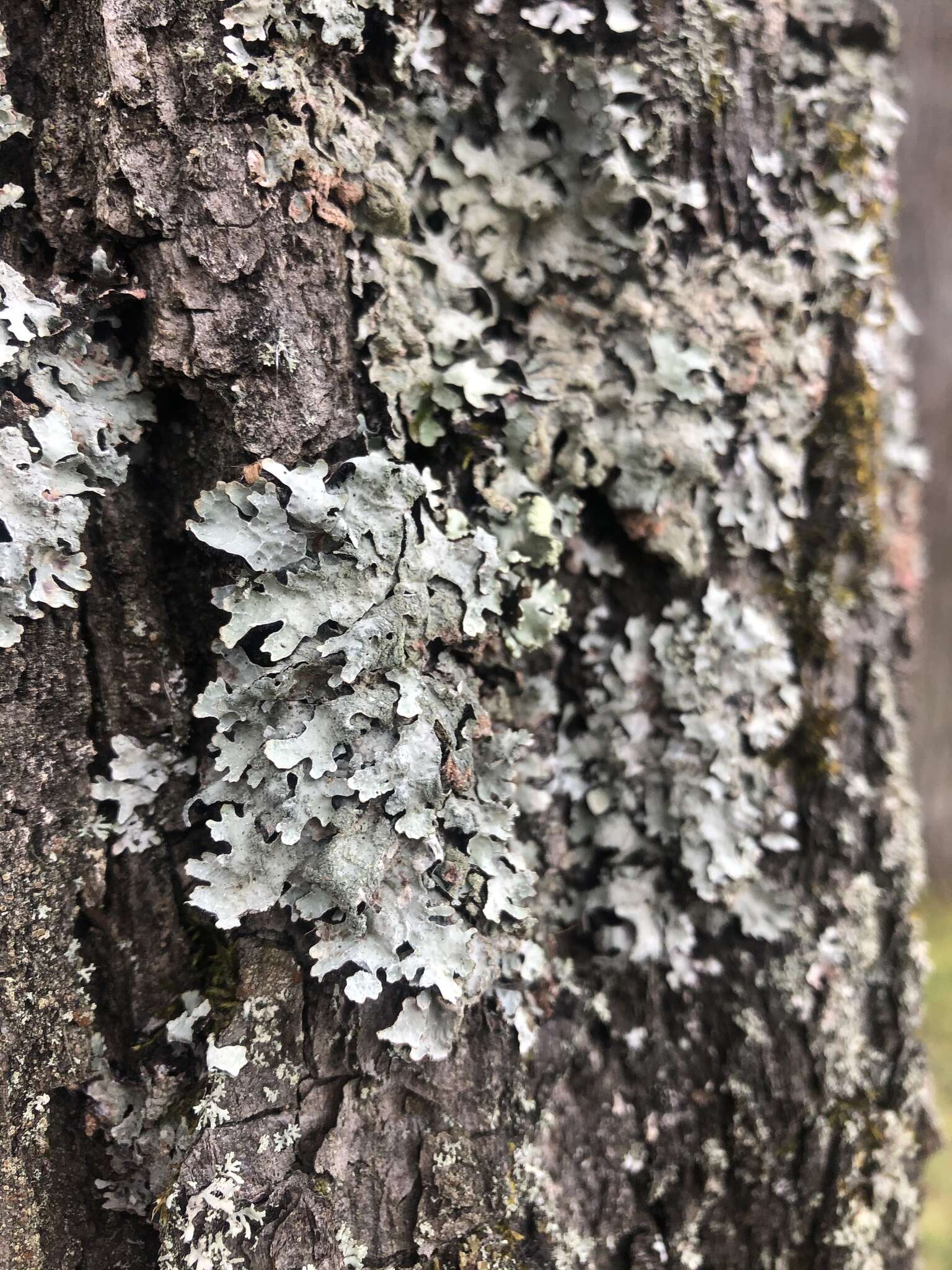 Image of Hammered shield lichen