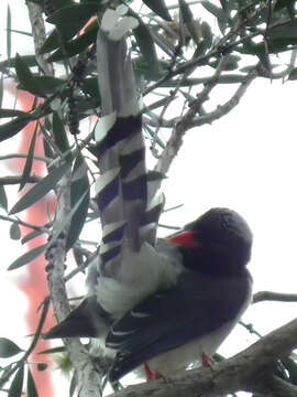 Image of Blue Magpie