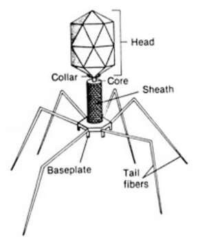 Enterobacteria phage T4的圖片