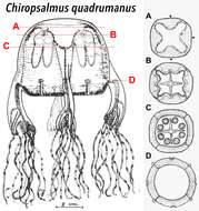Image of Chiropsalmus Agassiz 1862