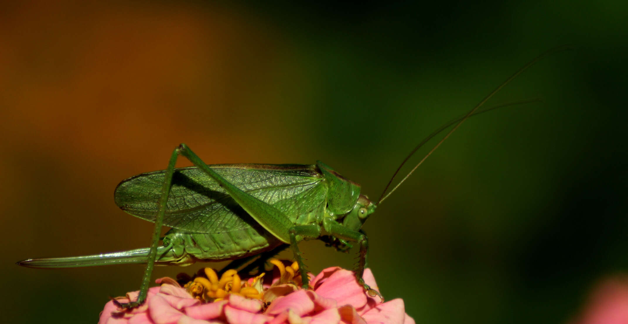 Image of Great green bushcricket