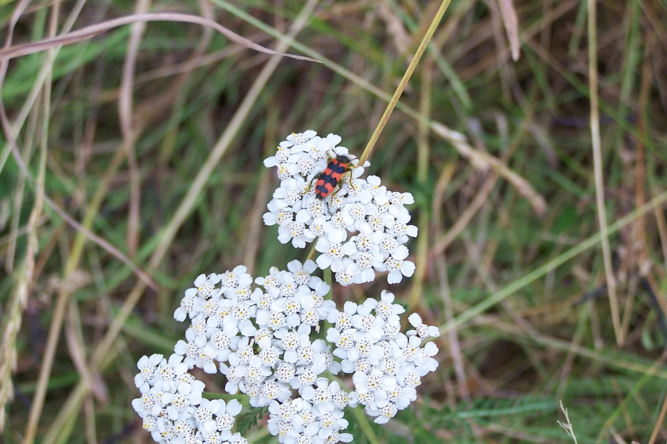 Image of Trichodes alvearius