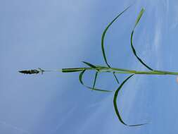 Image of Japanese millet