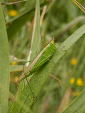 Image of Slender Meadow Katydid