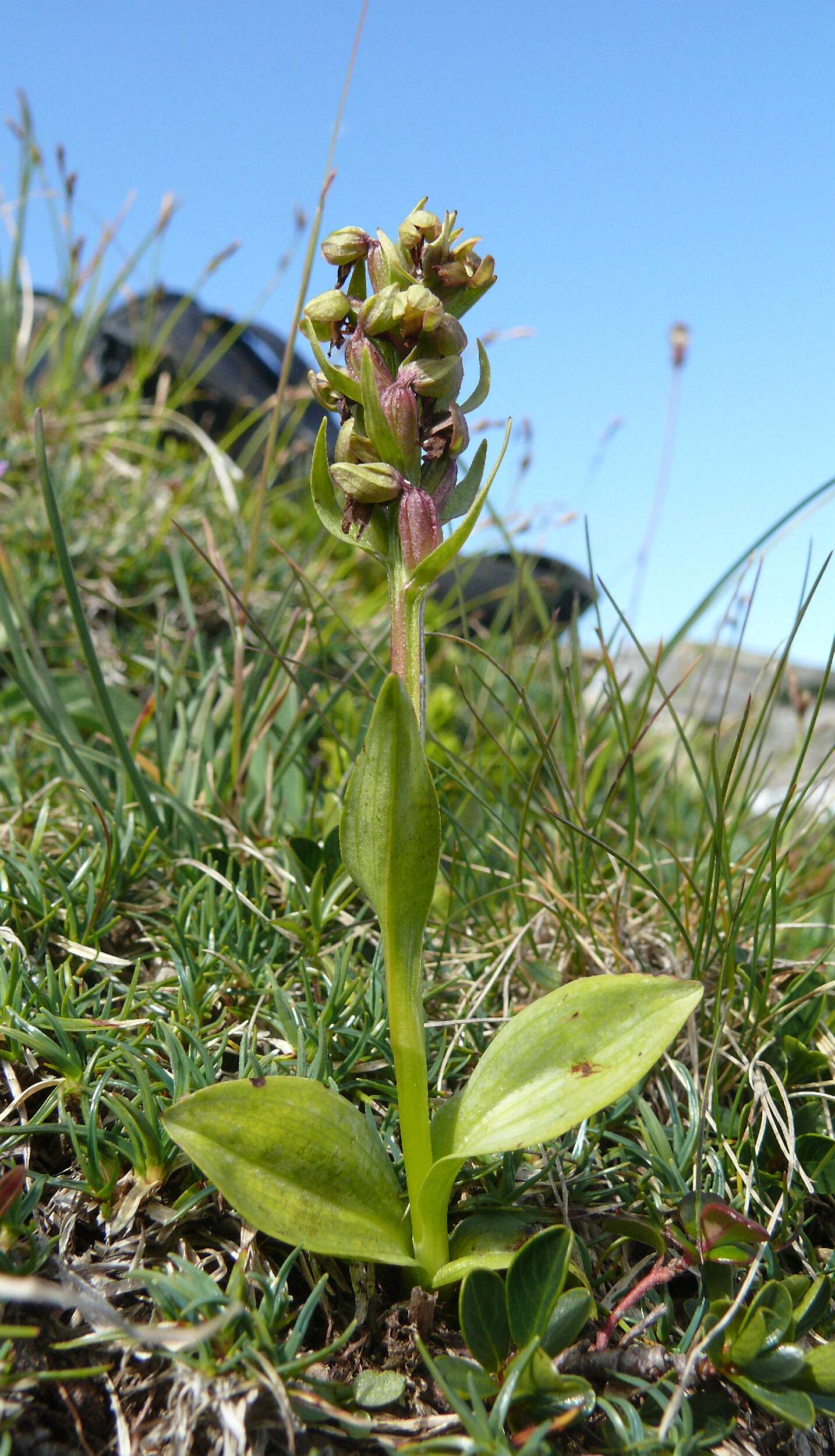 Image of Frog orchid