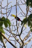 Image of Keel-billed Toucan