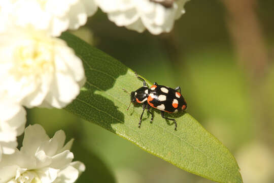 Image of Eriopis connexa