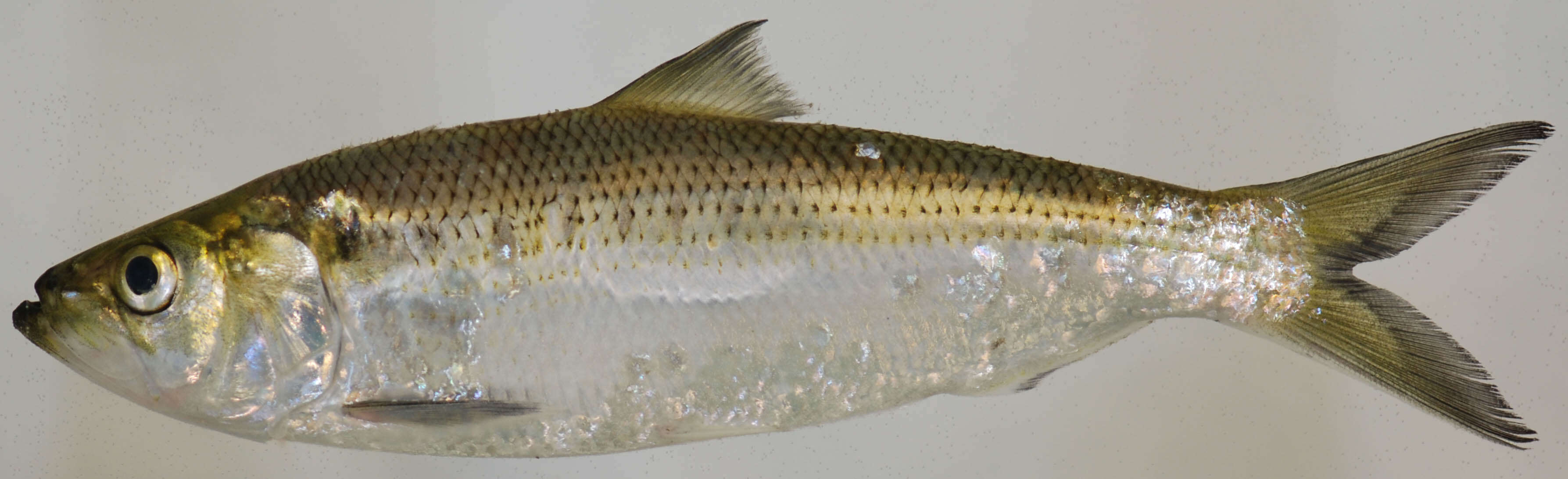 Image of Hickory Shad
