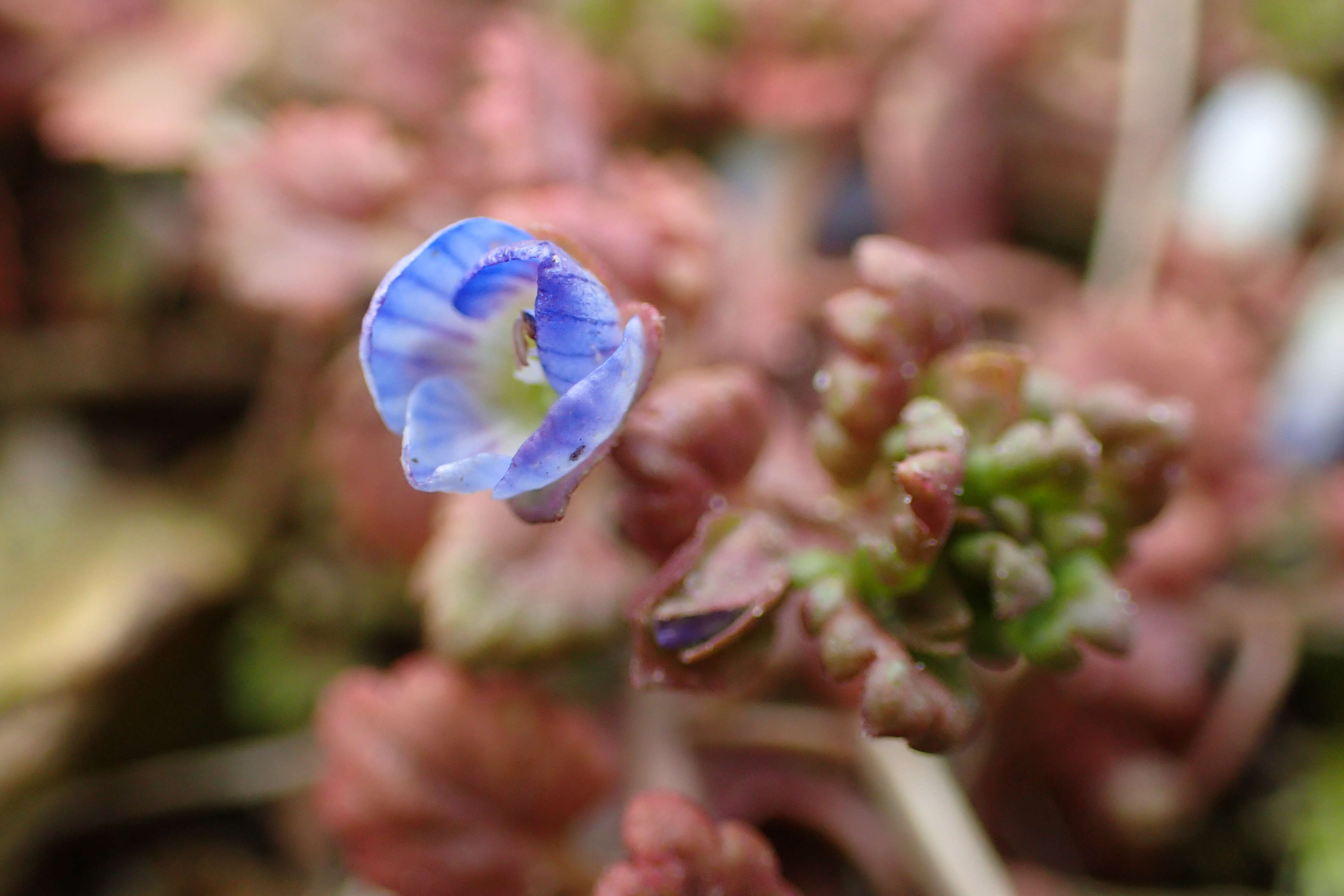 Image of Grey Field-speedwell