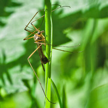 Image of Tipula (Acutipula) maxima Poda 1761