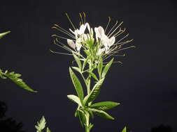 Image of spiderflower