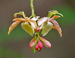 Image of tamarind