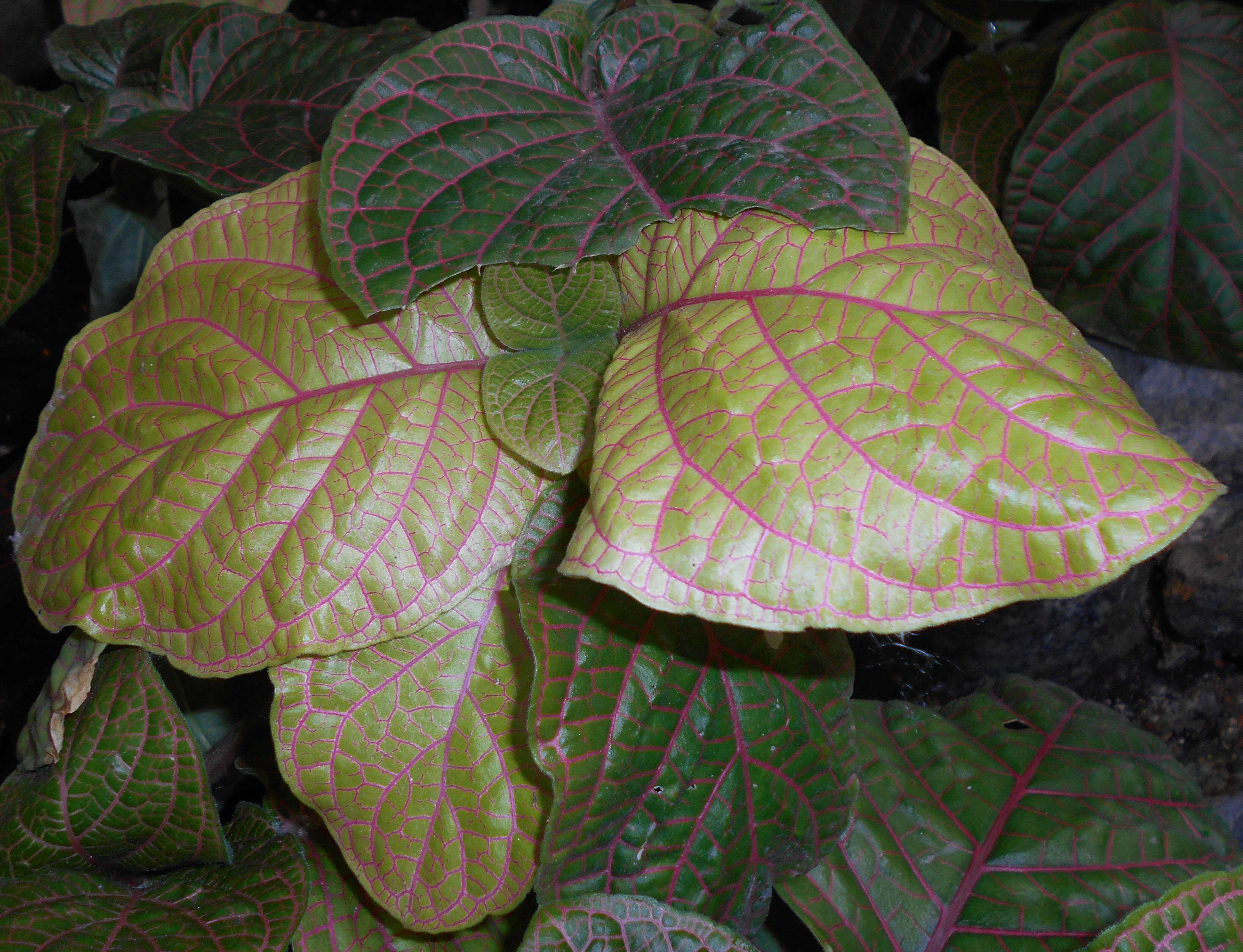 Fittonia gigantea Linden resmi