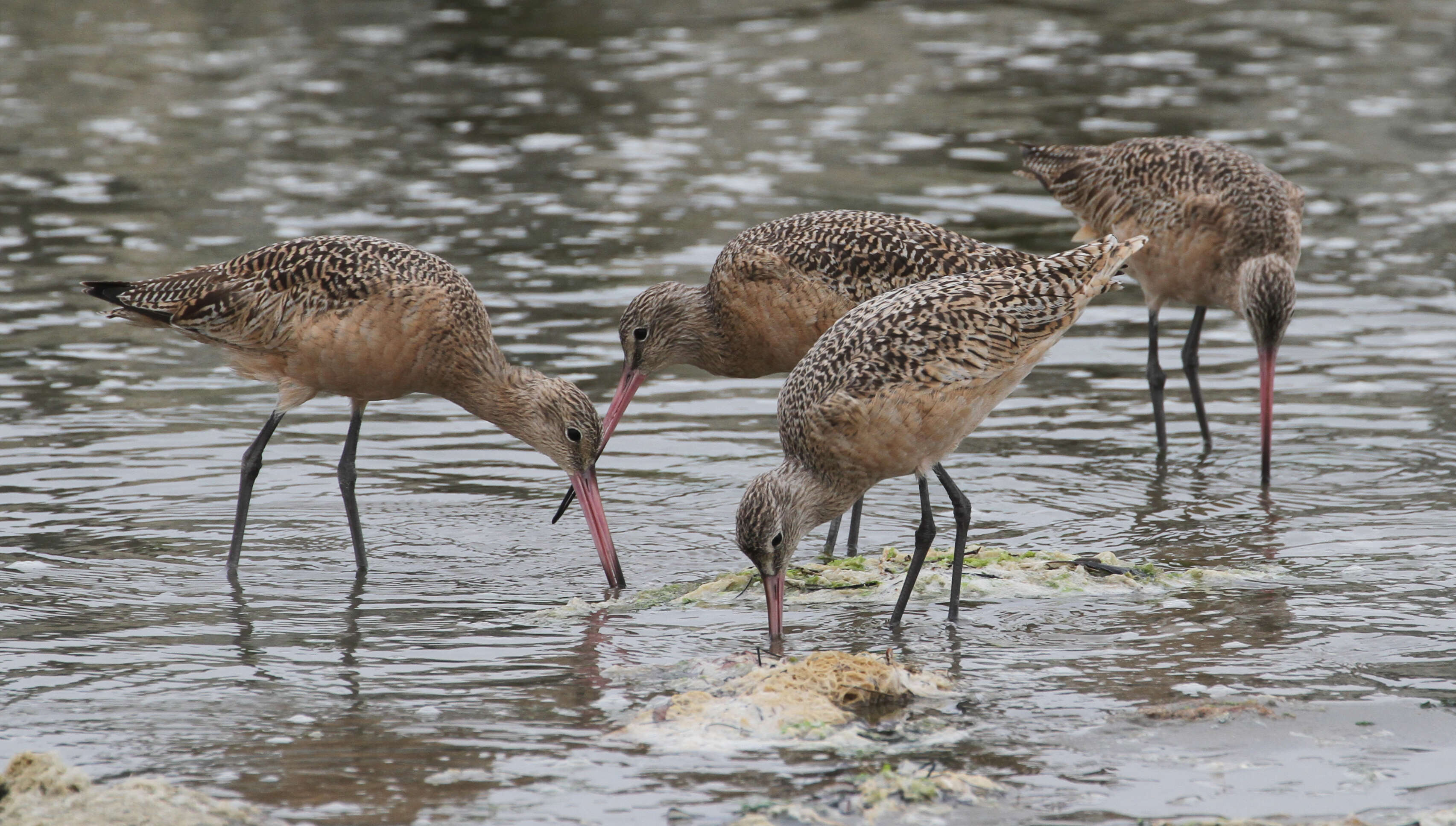 Image of Marbled Godwit