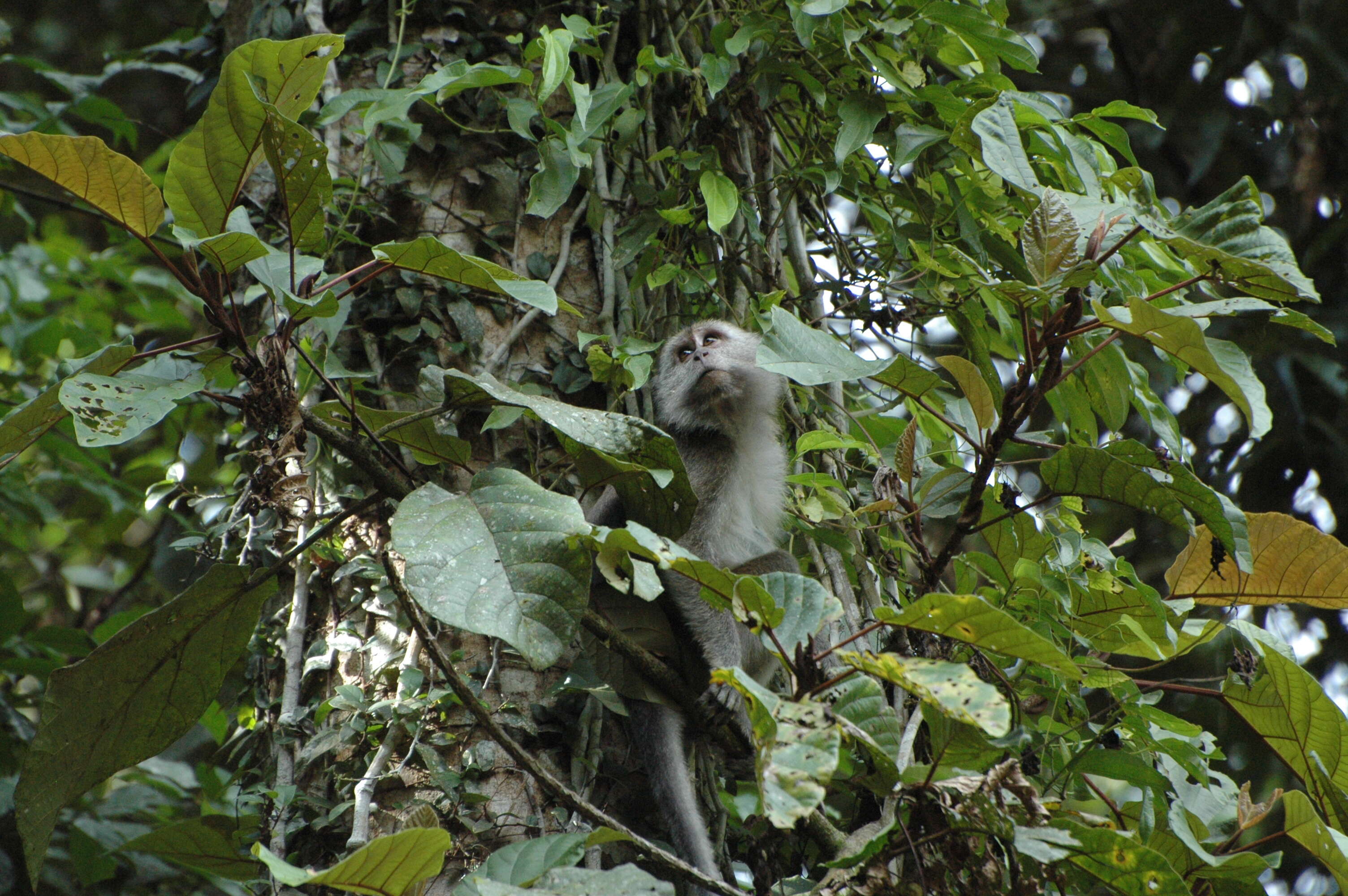 Image of Long-tailed Macaque