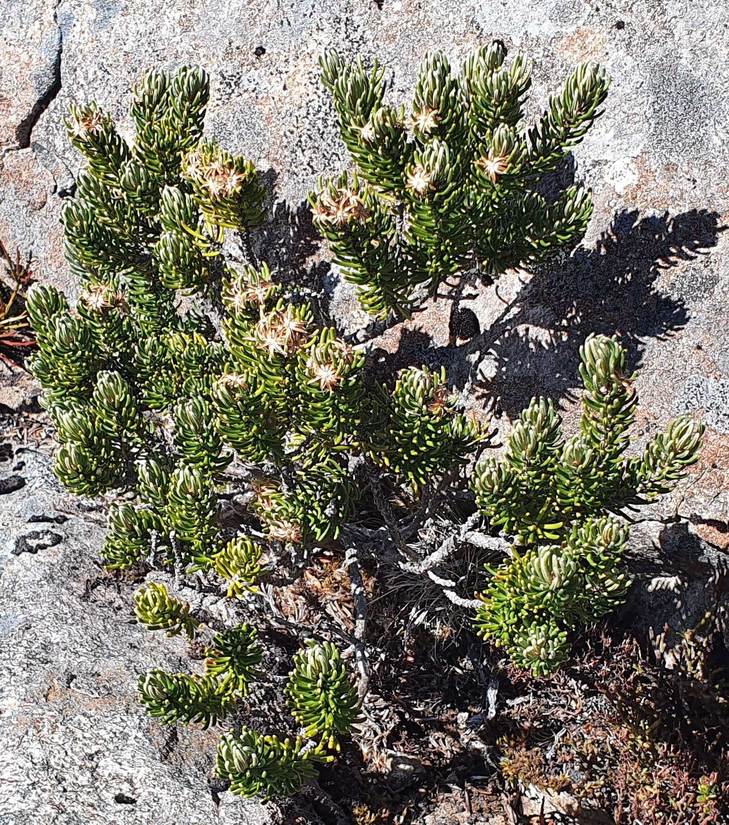 Olearia resmi