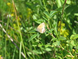 Image of pearly heath