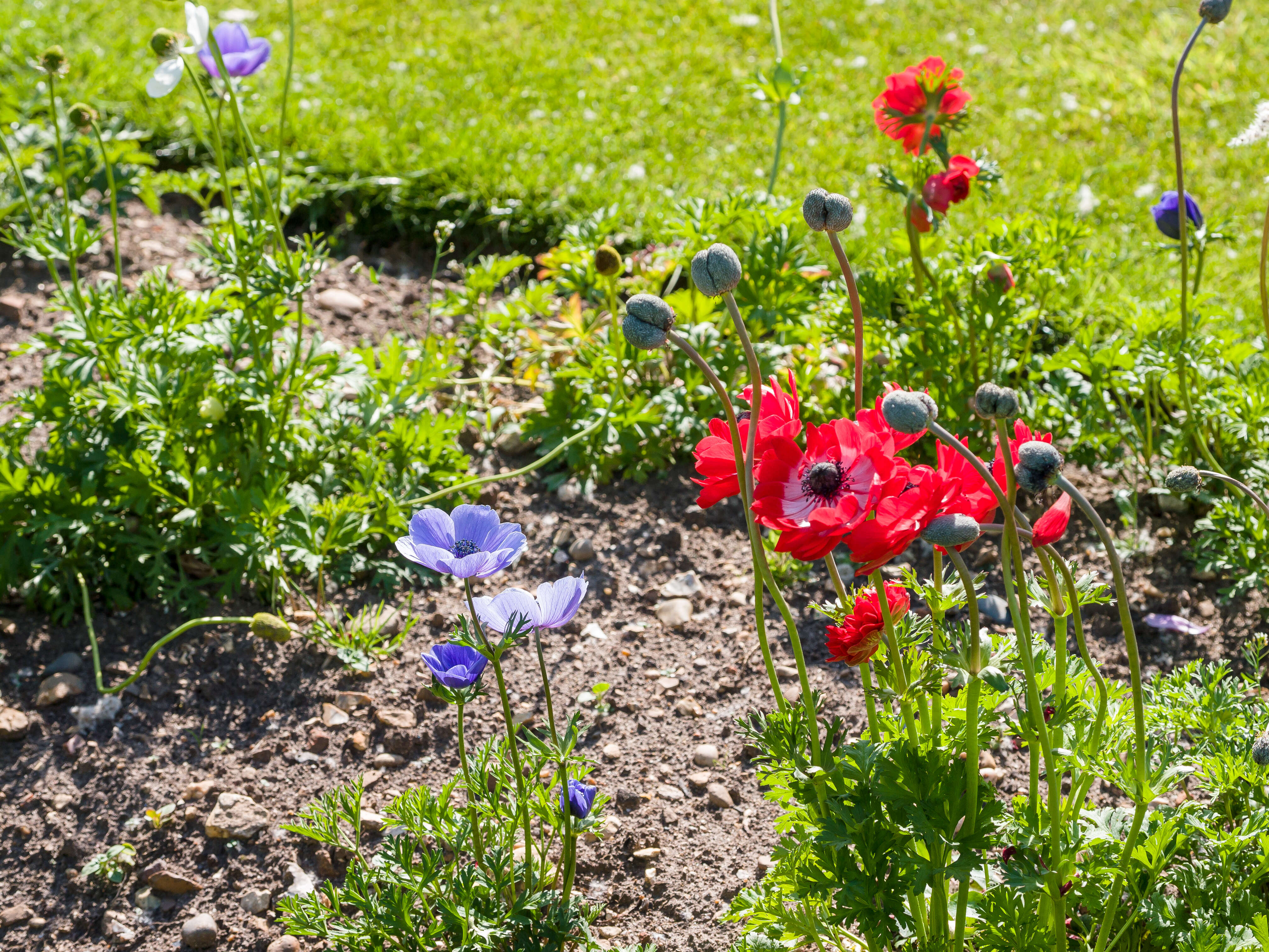 Imagem de Anemone coronaria L.