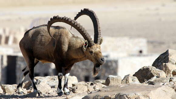 Image of Nubian Ibex