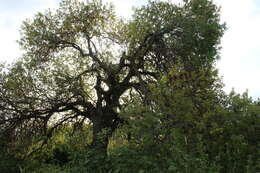 Image of Mt. Atlas mastic tree