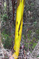 Image of Eucalyptus subcrenulata Maiden & Blakely