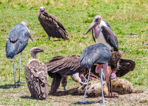 Image of White-backed Vulture