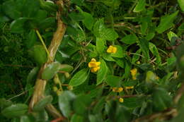 Image of Impatiens auricoma Baill.