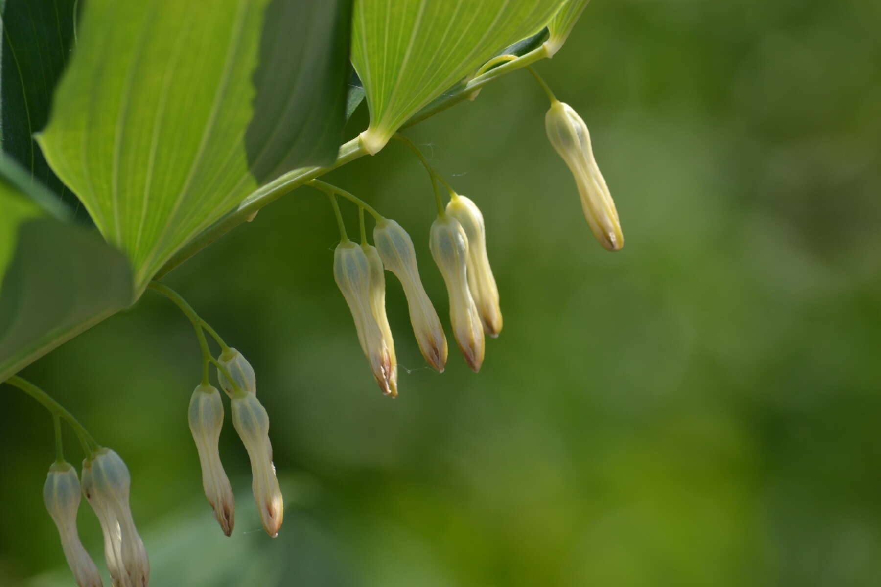 Image of Common Solomon’s-seal