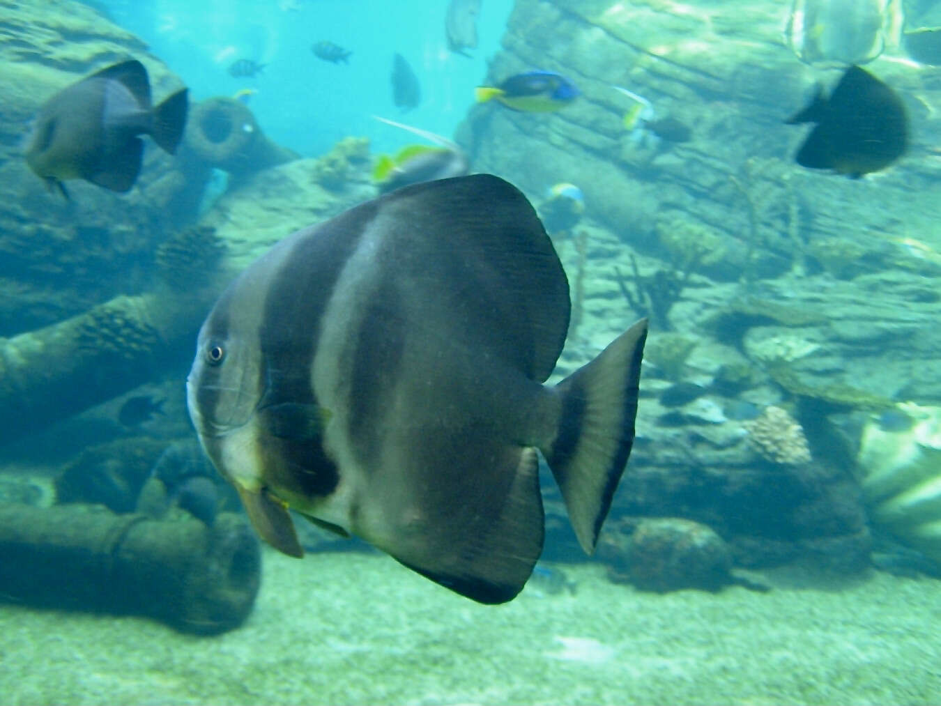 Image of Blunthead batfish