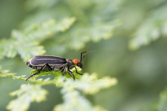 Image of Epicauta waterhousei