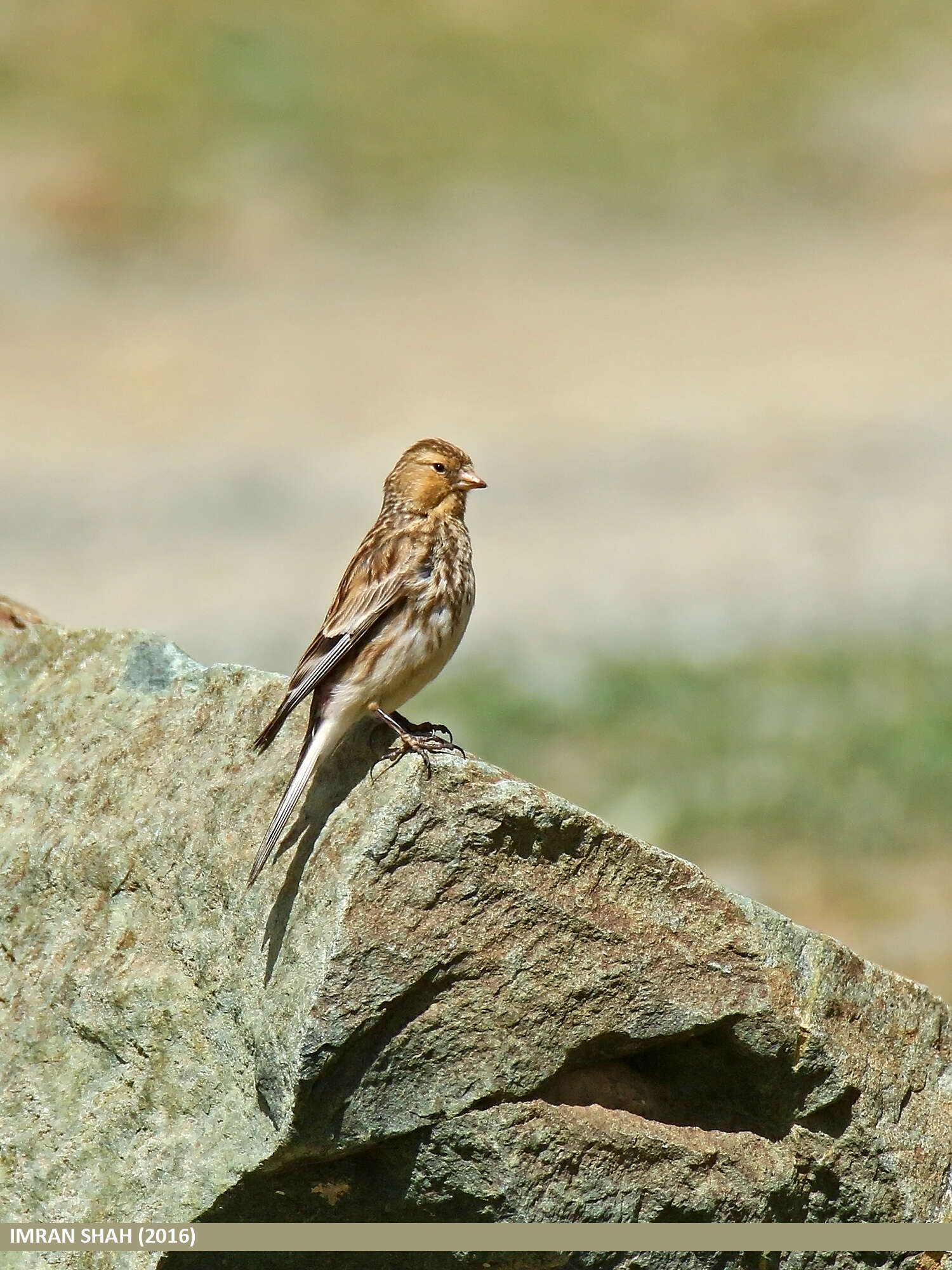 Image of Twite