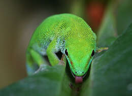 Image of Madagascar Day Gecko