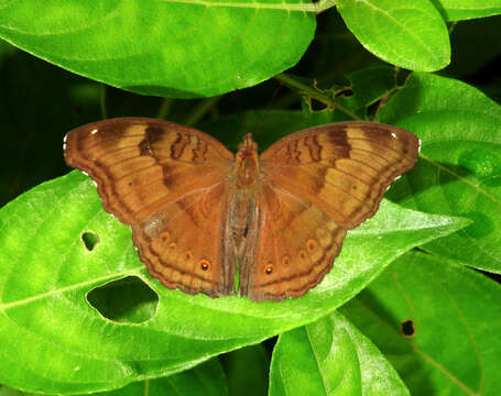 Image of chocolate pansy